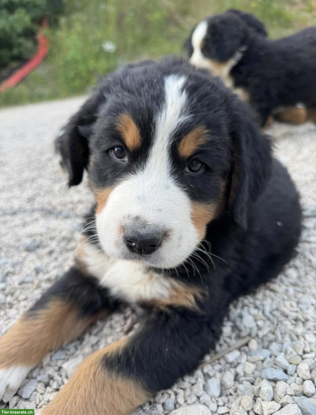 Bild 5: Berner Sennenhund Welpen suchen ein Zuhause