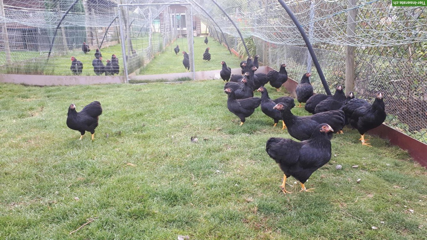 Schwarze Zwerg Wyandotten zu verkaufen