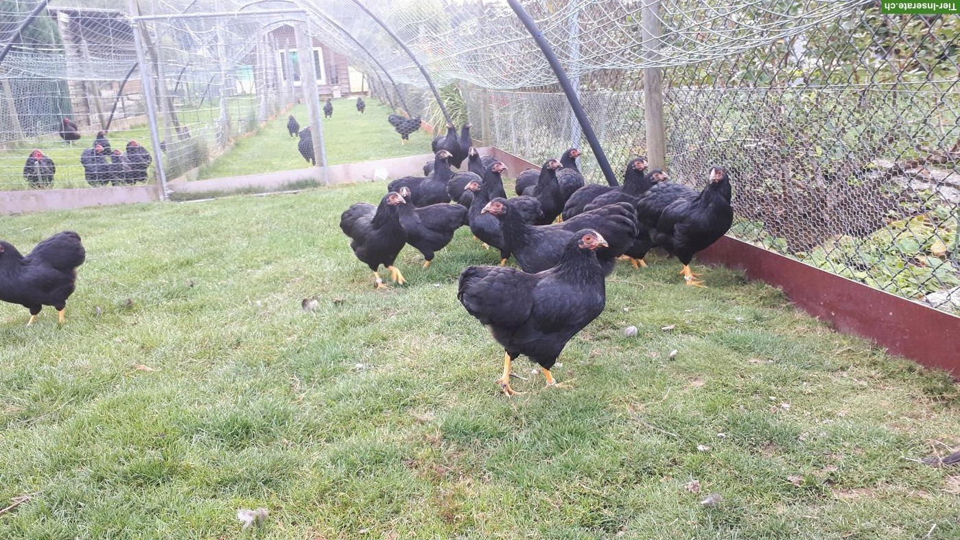Bild 2: Schwarze Zwerg Wyandotten zu verkaufen