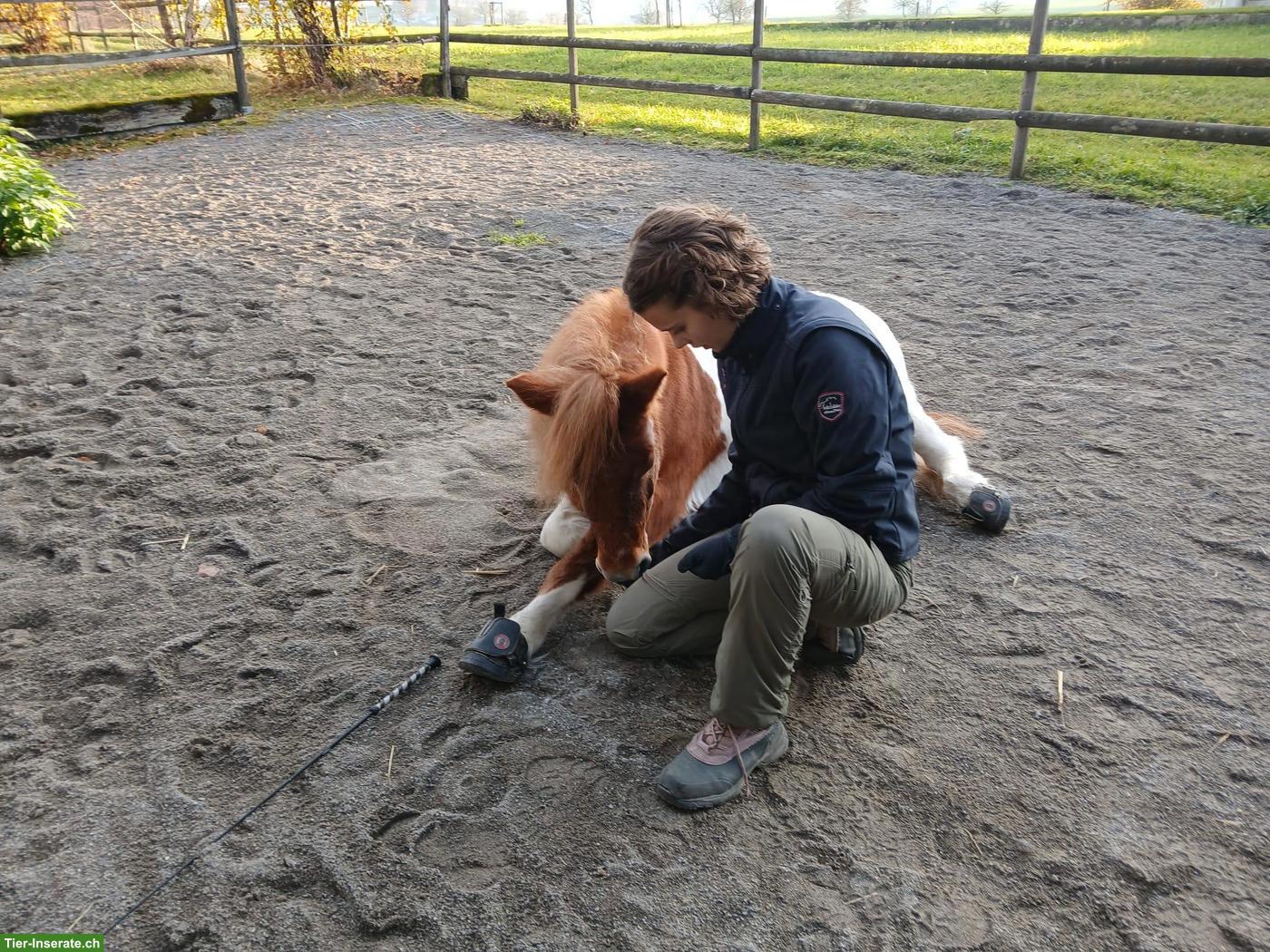 Biete Ponybesuche im Aargau
