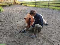 Biete Ponybesuche im Aargau