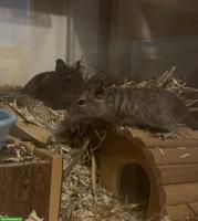 3 junge Degus suchen liebevolles Zuhause