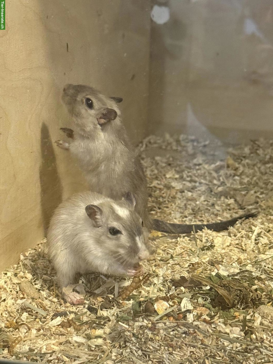 2 weibliche Rennmäuse gemeinsam abzugeben
