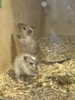 2 weibliche Rennmäuse gemeinsam abzugeben