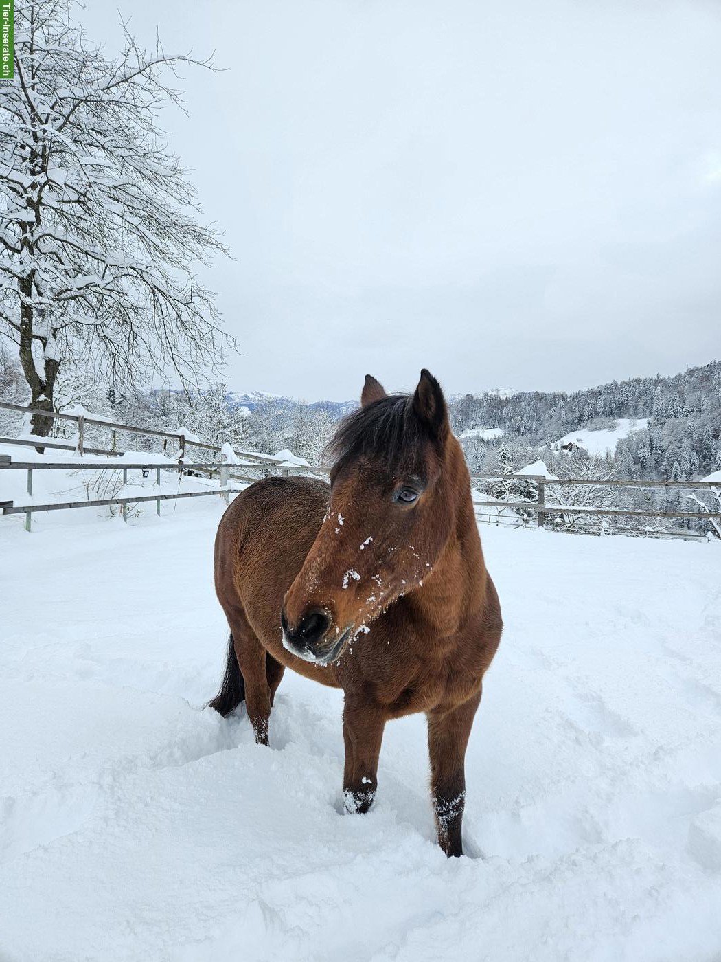 Bild 2: Reitbeteiligung für Ponywallach in Werthenstein LU