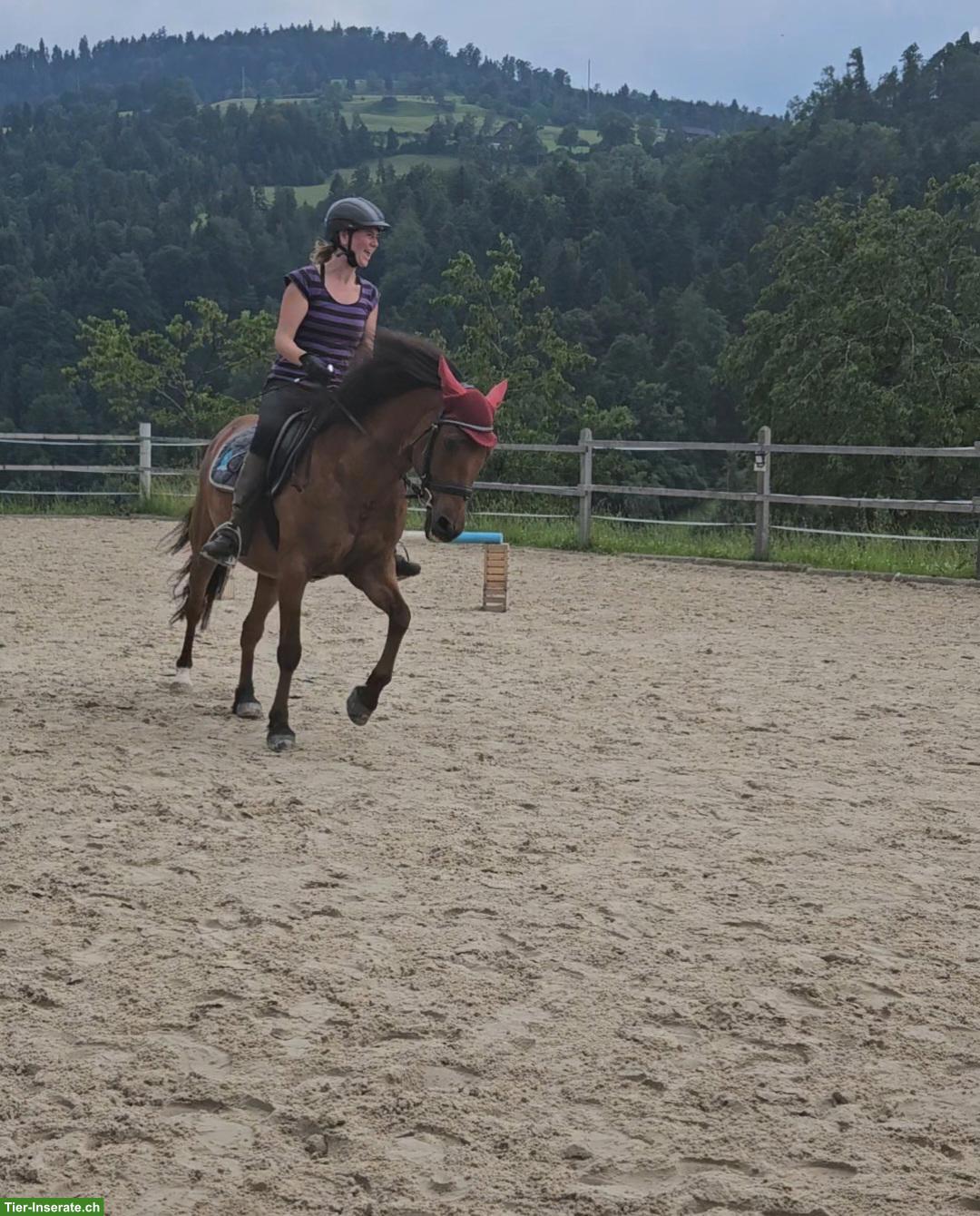 Bild 3: Reitbeteiligung für Ponywallach in Werthenstein LU