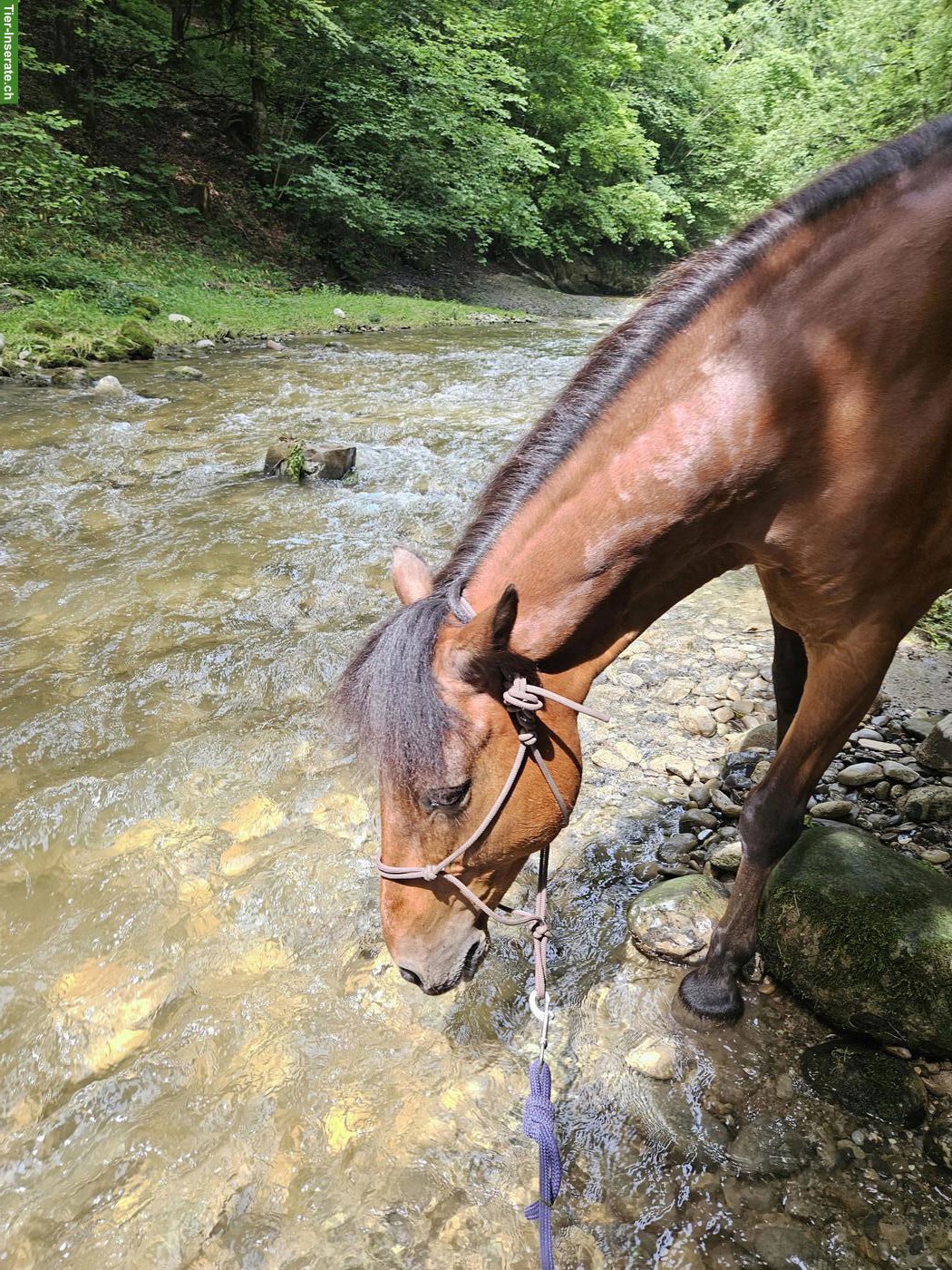 Bild 4: Reitbeteiligung für Ponywallach in Werthenstein LU