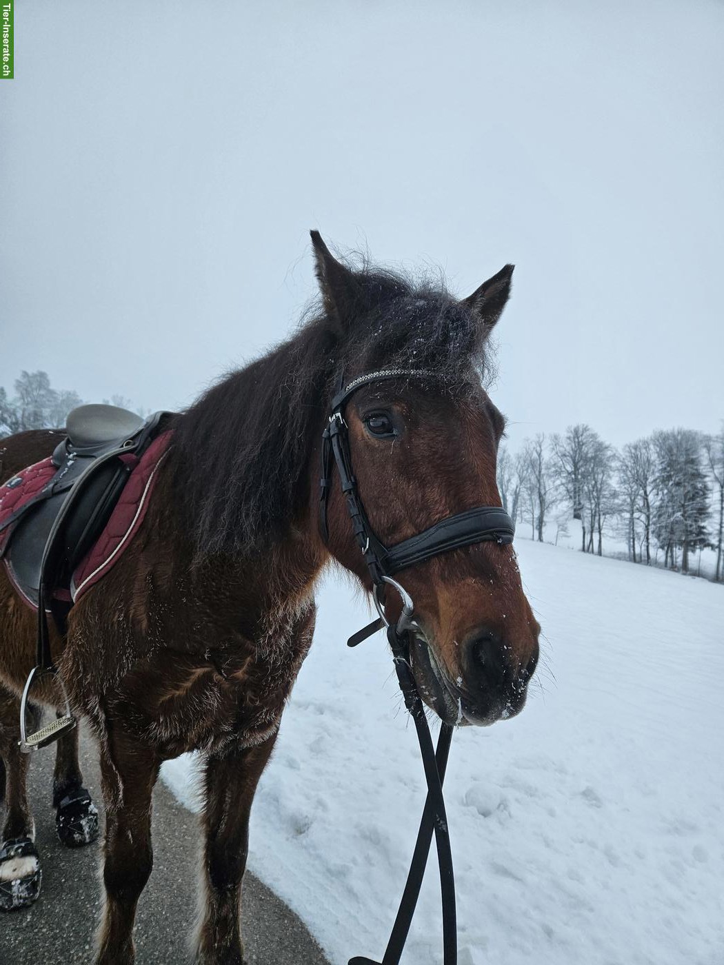 Bild 5: Reitbeteiligung für Ponywallach in Werthenstein LU