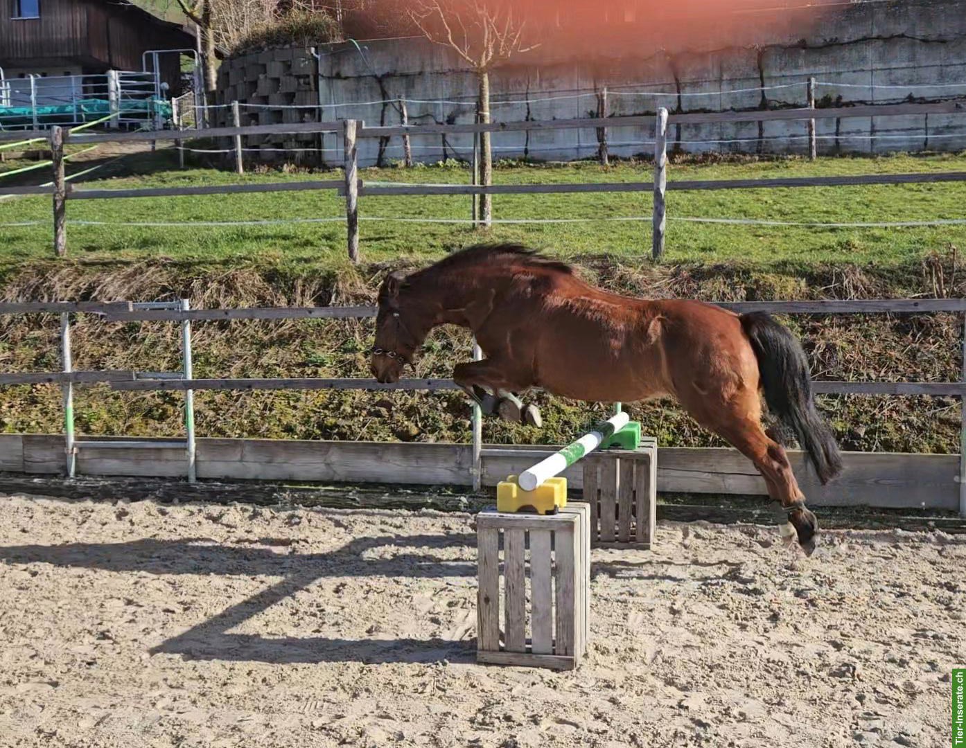 Bild 6: Reitbeteiligung für Ponywallach in Werthenstein LU