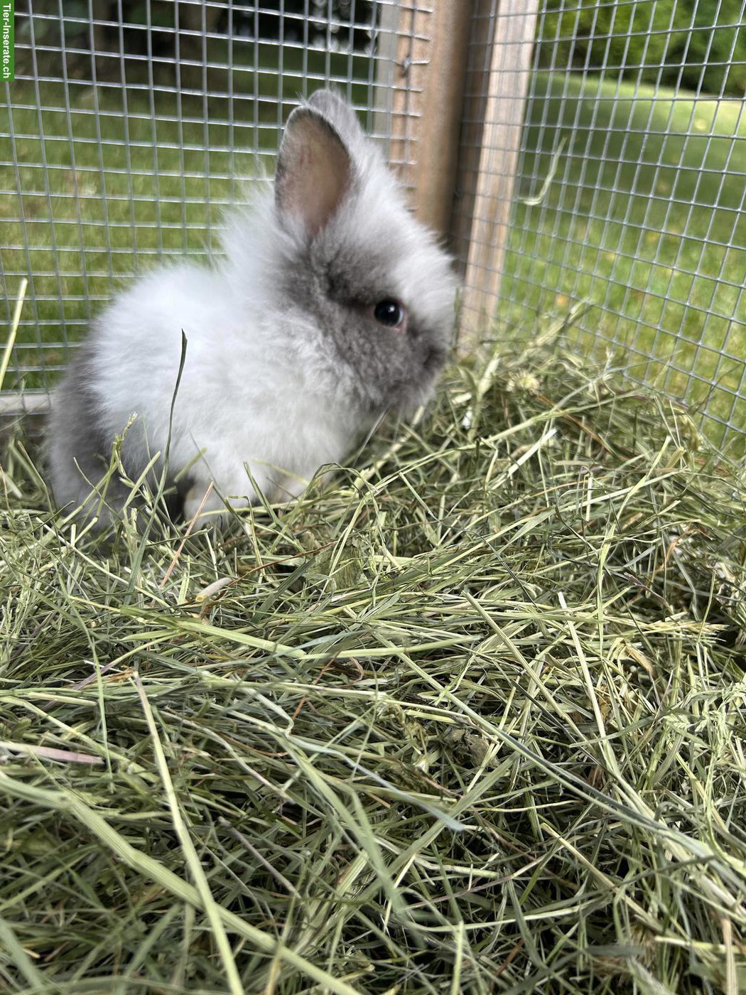 Bild 4: Junge Löwenkopfkaninchen abzugeben