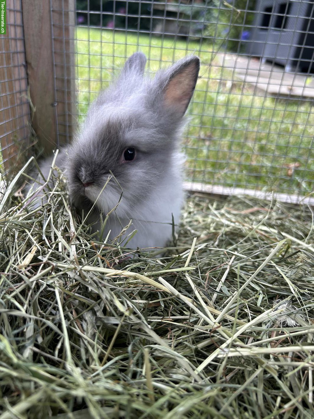 Bild 5: Junge Löwenkopfkaninchen abzugeben