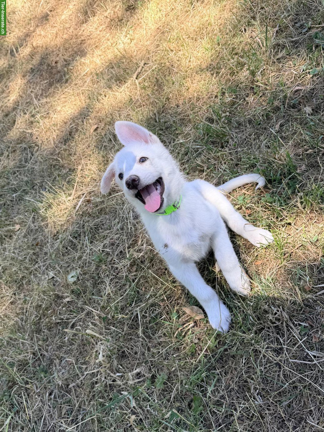 Schäferhund Mix-Welpe Aleia sucht ihr Für-immer-Zuhause