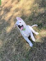 Schäferhund Mix-Welpe Aleia sucht ihr Für-immer-Zuhause