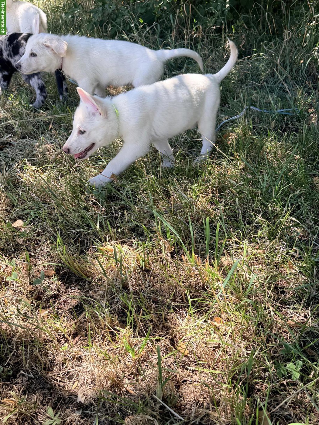 Bild 2: Schäferhund Mix-Welpe Aleia sucht ihr Für-immer-Zuhause