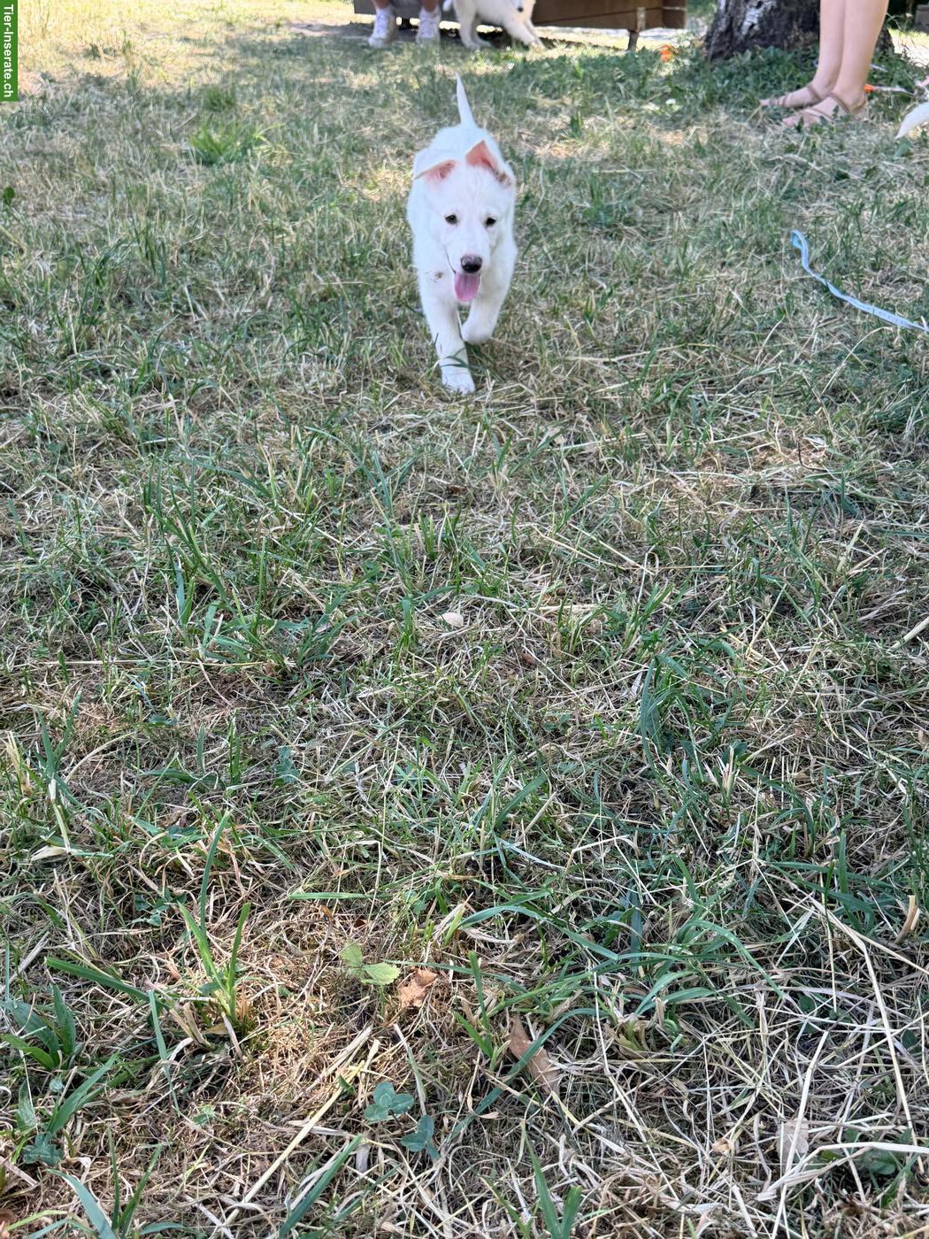 Bild 3: Schäferhund Mix-Welpe Aleia sucht ihr Für-immer-Zuhause