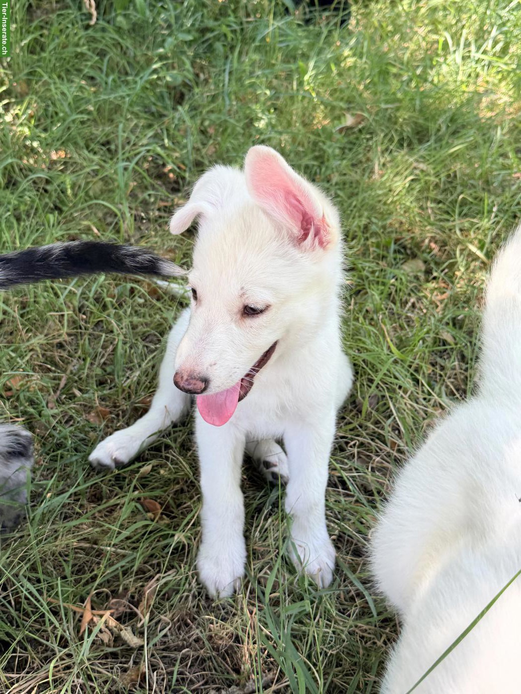 Bild 4: Schäferhund Mix-Welpe Aleia sucht ihr Für-immer-Zuhause