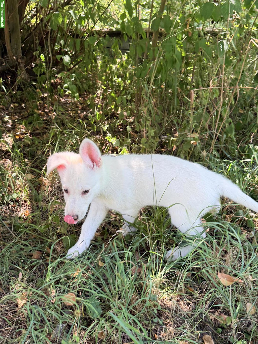 Bild 5: Schäferhund Mix-Welpe Aleia sucht ihr Für-immer-Zuhause