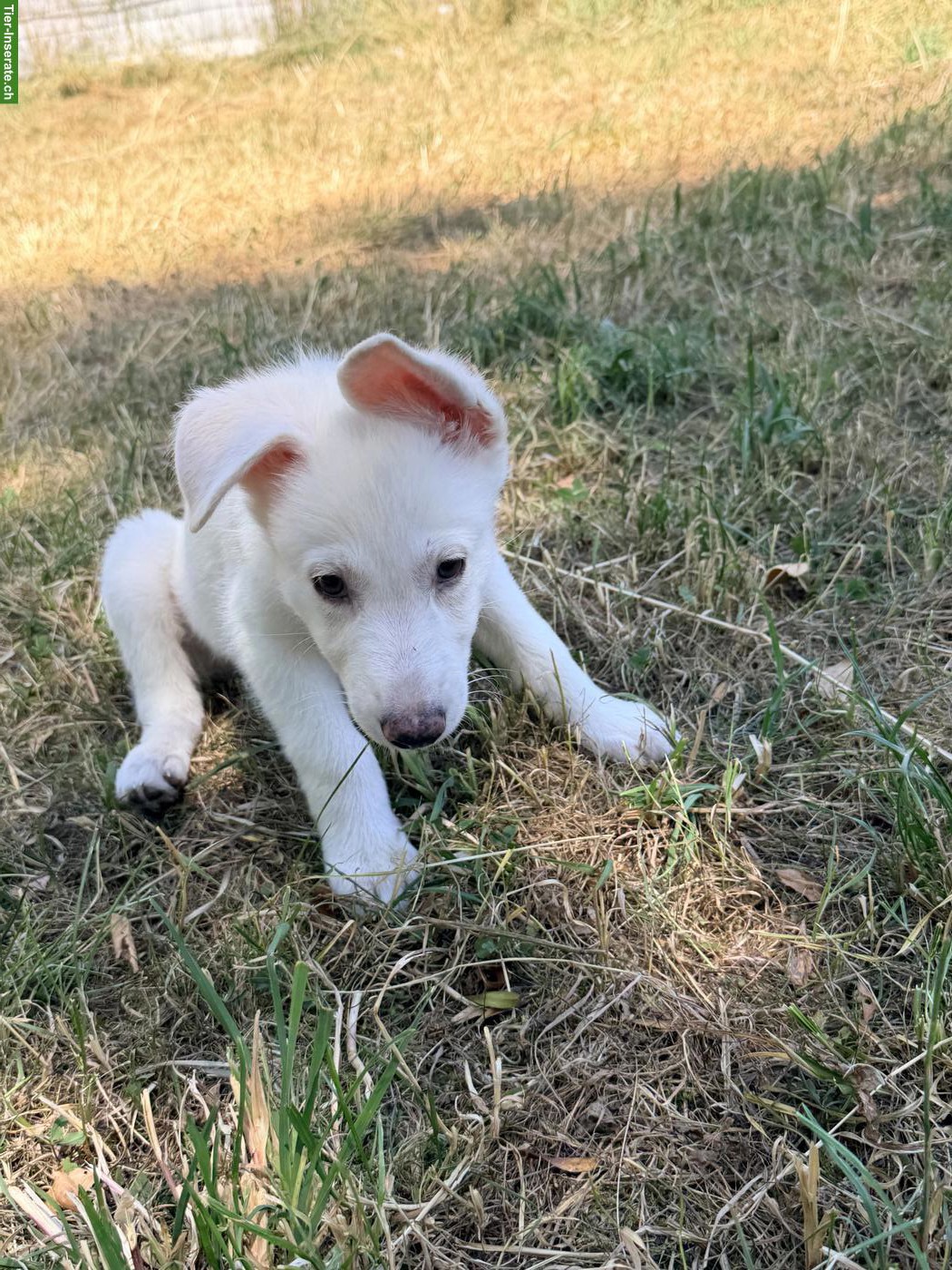 Bild 6: Schäferhund Mix-Welpe Aleia sucht ihr Für-immer-Zuhause