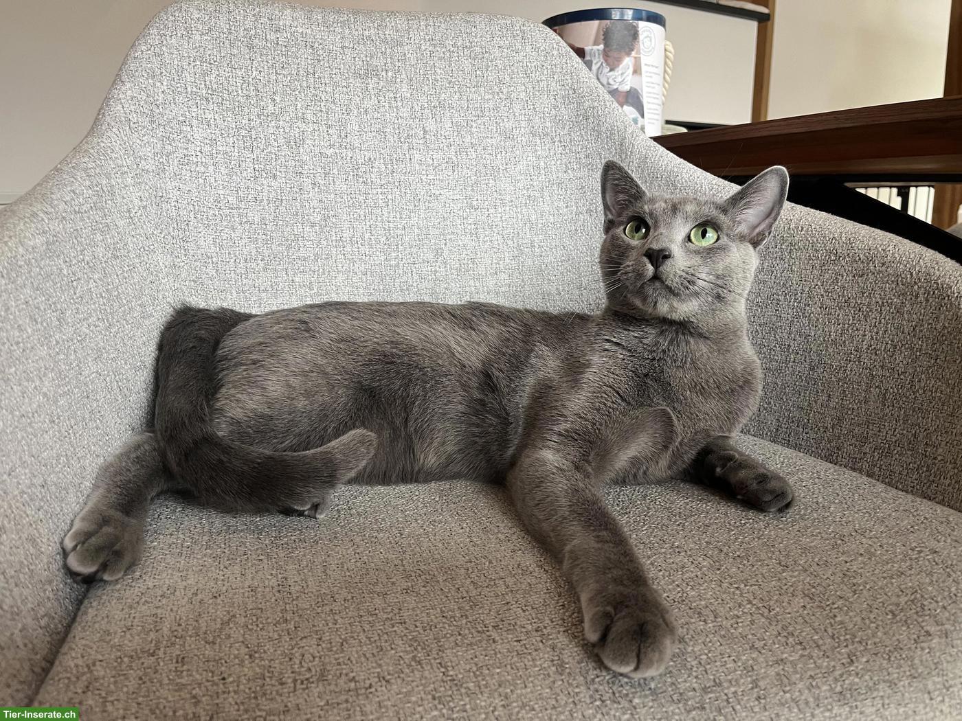 Ferienbetreuung für Russisch Blau Katze gesucht
