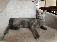 Ferienbetreuung für Russisch Blau Katze gesucht