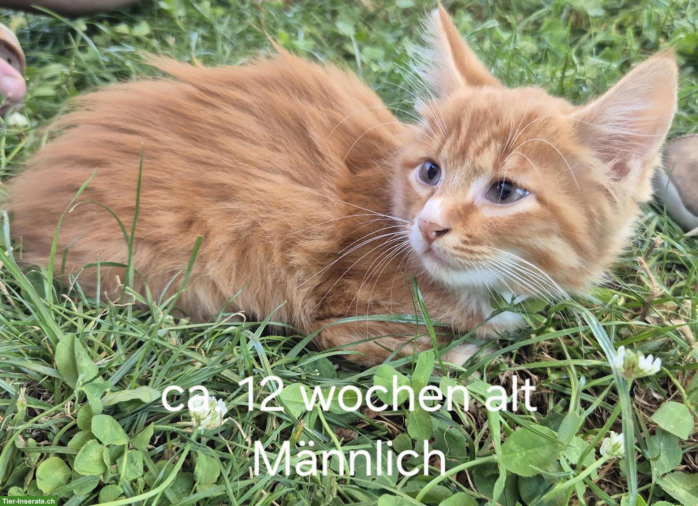 2 Bauernhof Kätzchen, Langhaar, roter Kater & rot-weisse Kätzin