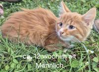 2 Bauernhof Kätzchen, Langhaar, roter Kater & rot-weisse Kätzin