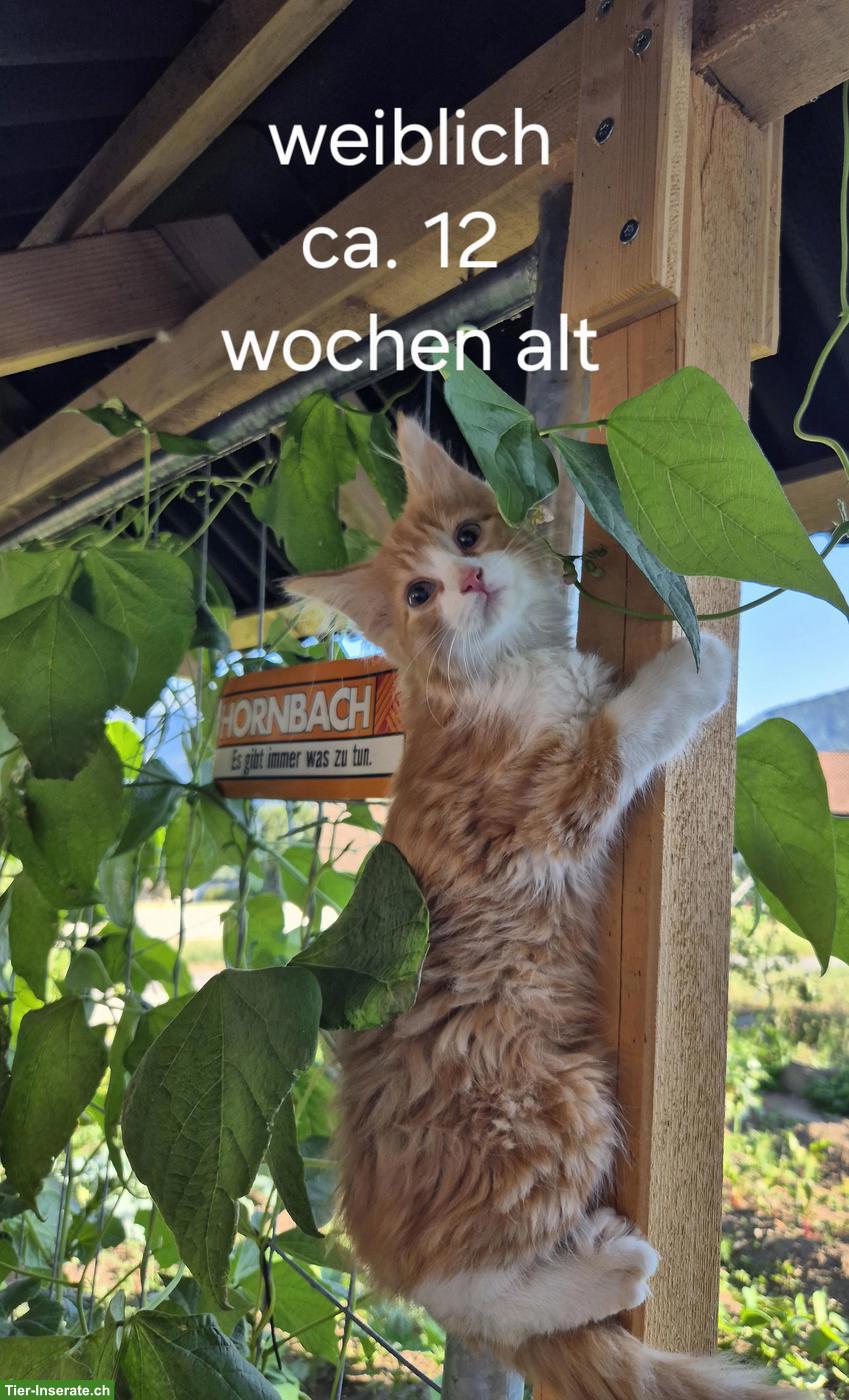 Bild 2: 2 Bauernhof Kätzchen, Langhaar, roter Kater & rot-weisse Kätzin