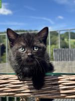 Schöne BKH/EKH Kitten suchen liebes Zuhause ab dem 01.08.