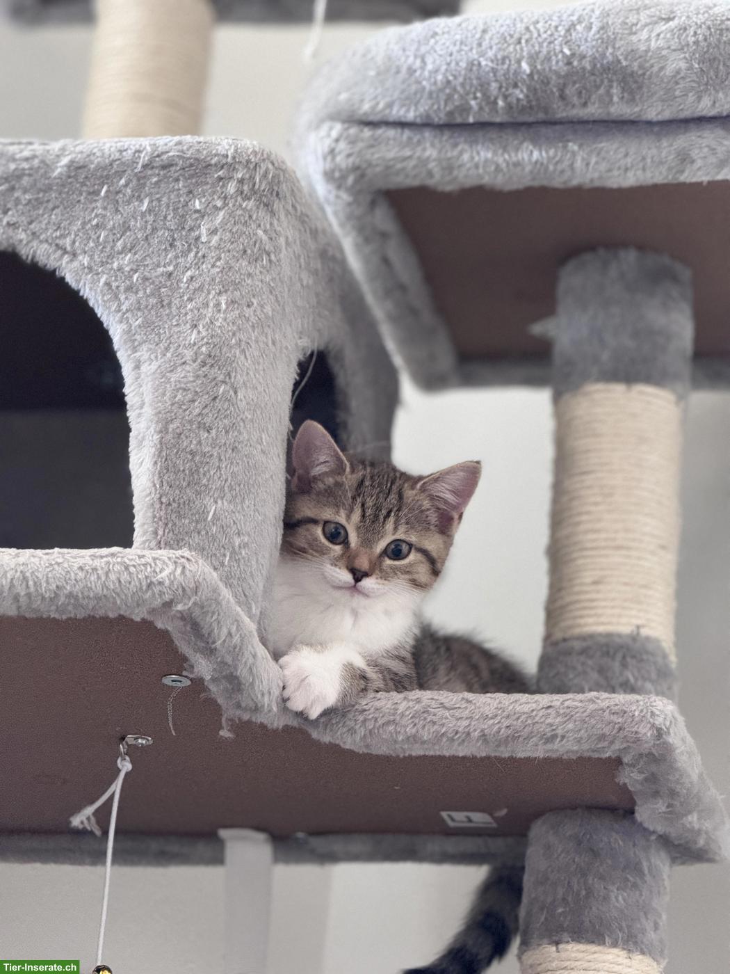 Bild 2: Schöne BKH/EKH Kitten suchen liebes Zuhause ab dem 01.08.