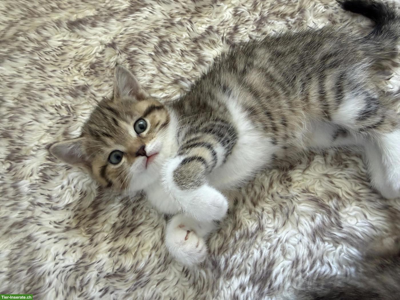 Bild 3: Schöne BKH/EKH Kitten suchen liebes Zuhause ab dem 01.08.