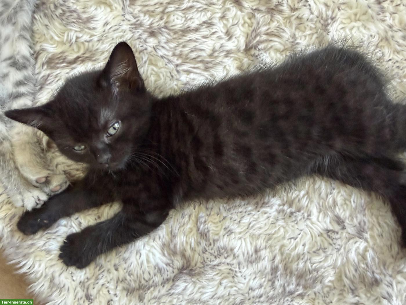 Bild 4: Schöne BKH/EKH Kitten suchen liebes Zuhause ab dem 01.08.