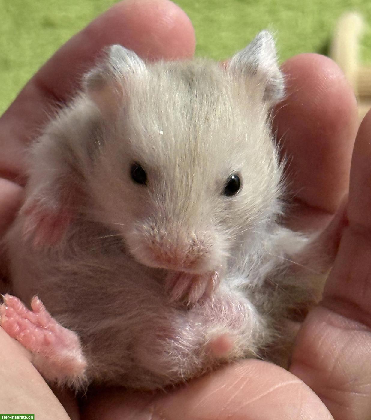 4 süsse Teddyhamster suchen dich