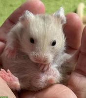 4 süsse Teddyhamster suchen dich