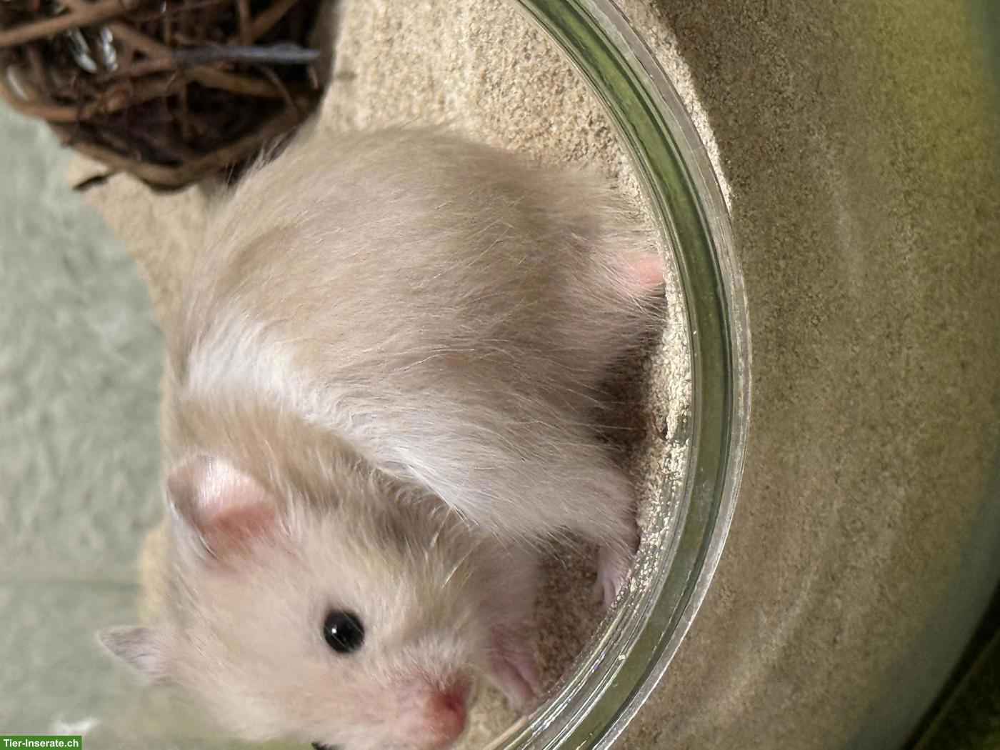 Bild 2: 4 süsse Teddyhamster suchen dich