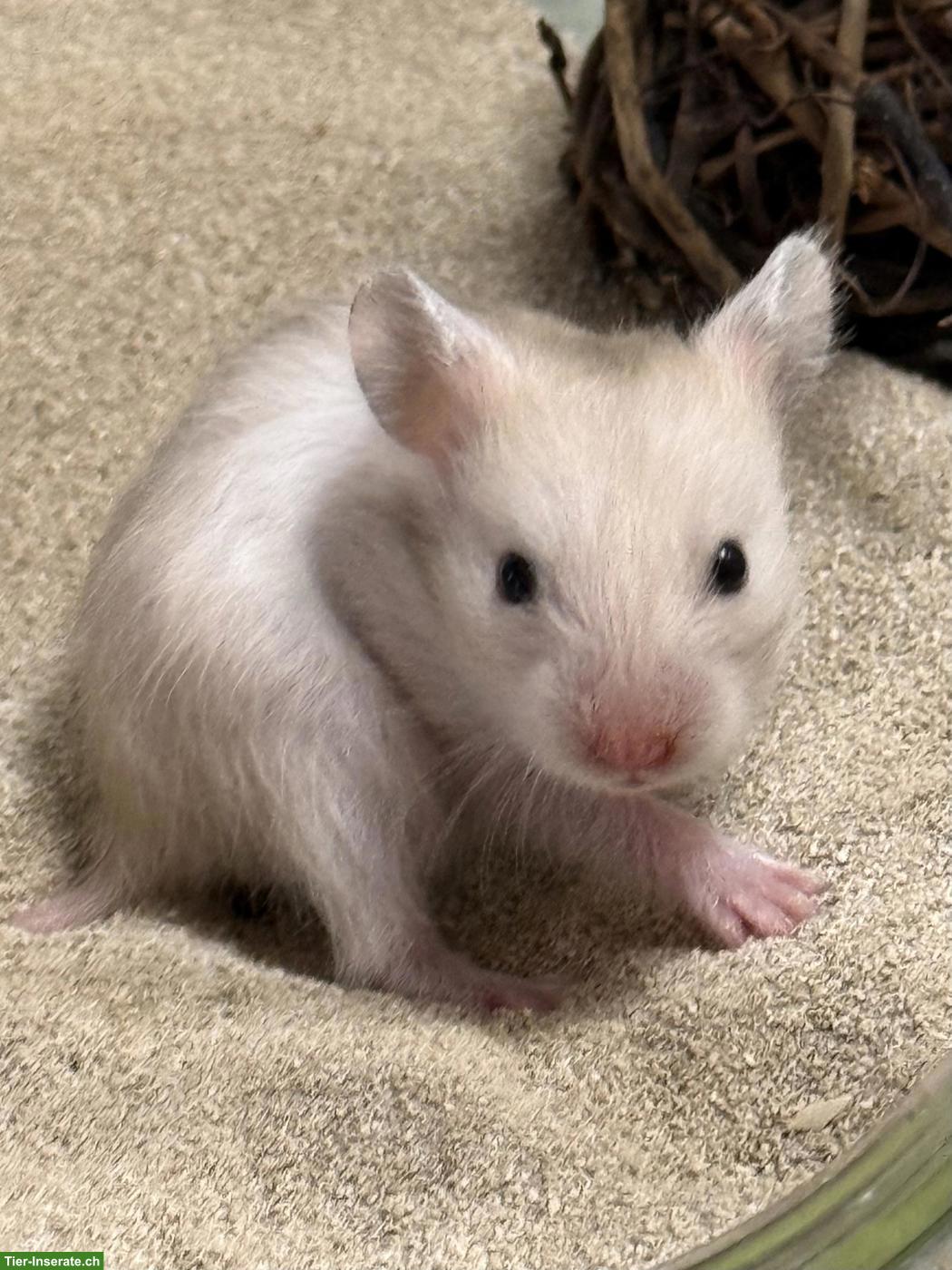 Bild 3: 4 süsse Teddyhamster suchen dich