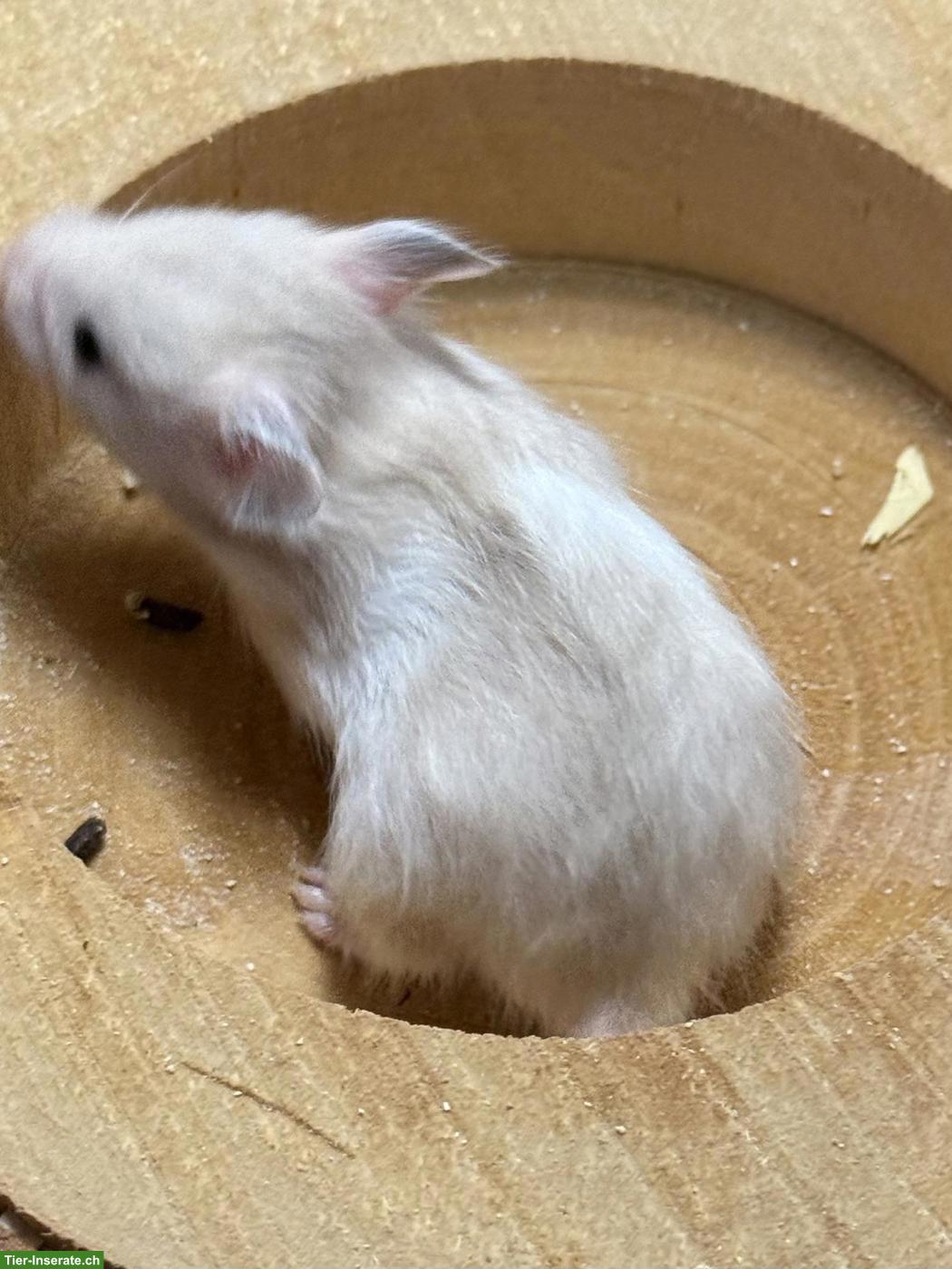 Bild 4: 4 süsse Teddyhamster suchen dich