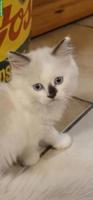 Ragdoll Kitten suchen ihre Familie