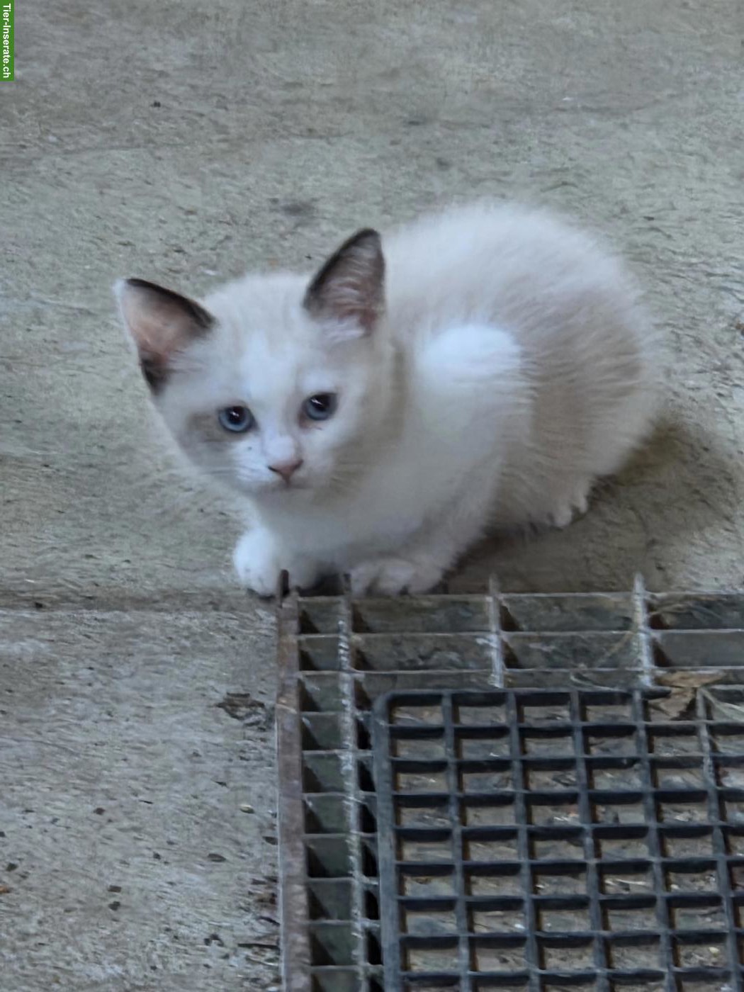 Bild 2: Ragdoll Kitten suchen ihre Familie