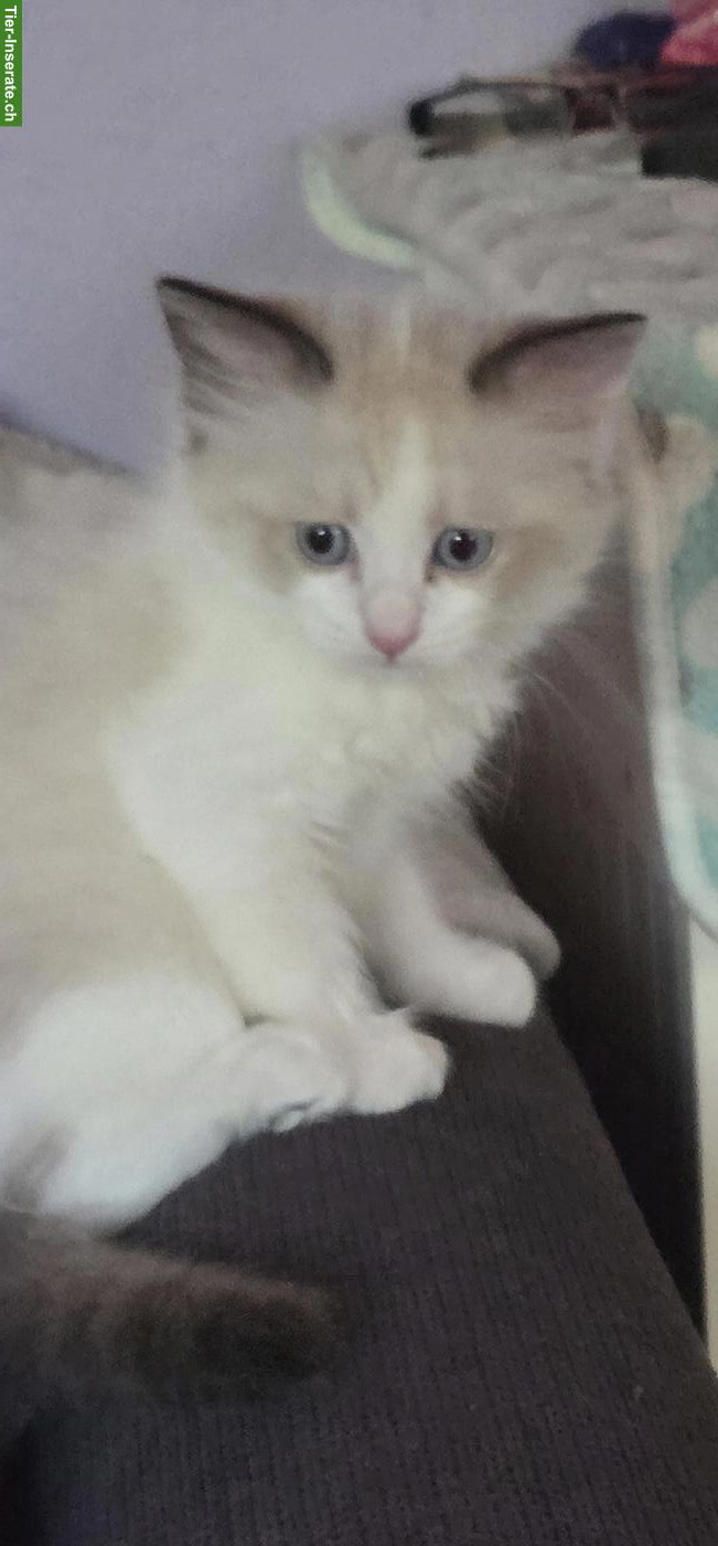 Bild 3: Ragdoll Kitten suchen ihre Familie