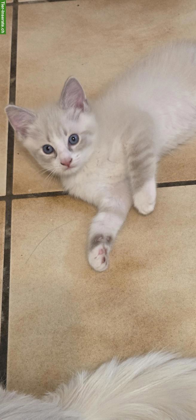 Bild 4: Ragdoll Kitten suchen ihre Familie