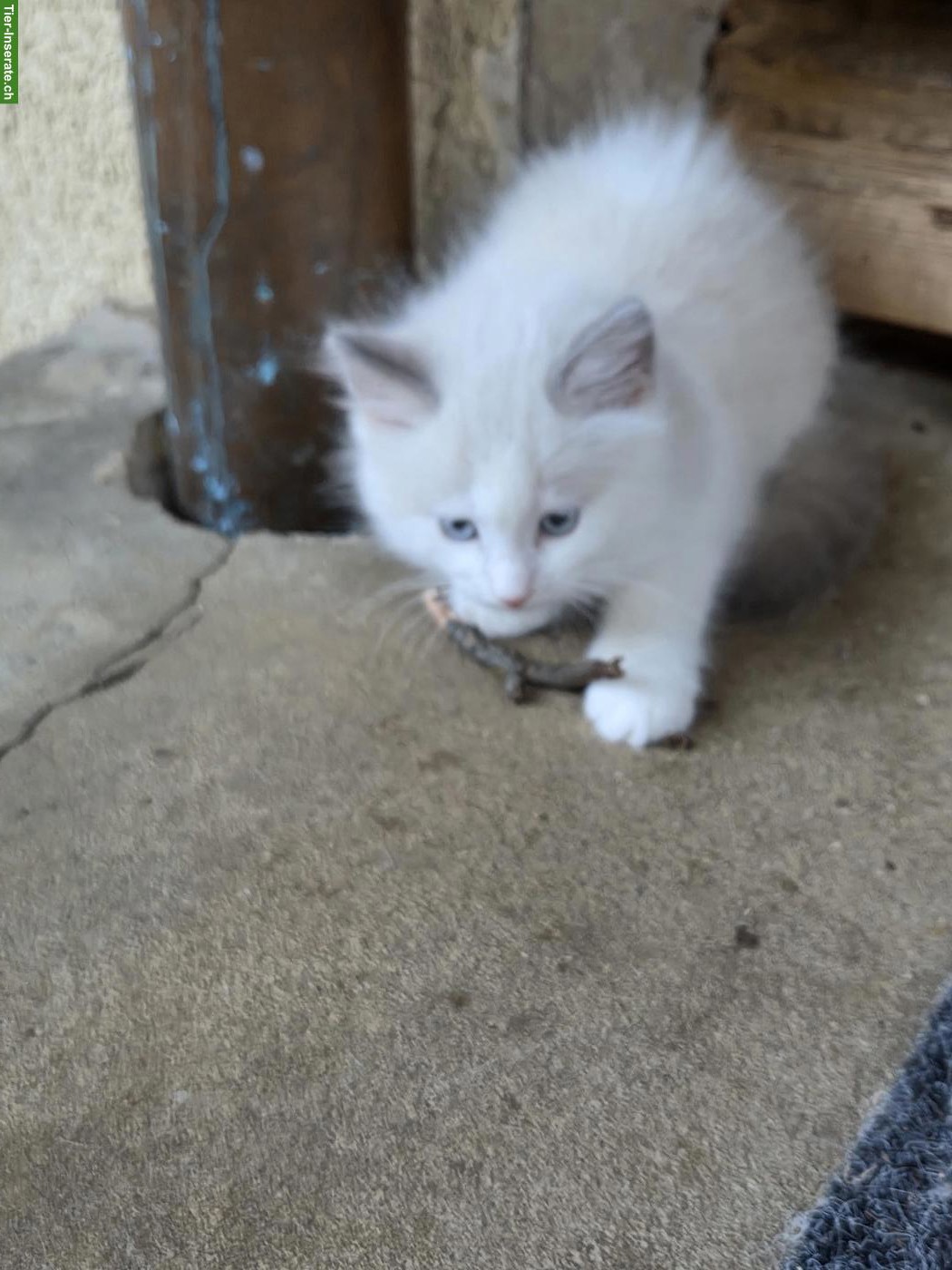 Bild 5: Ragdoll Kitten suchen ihre Familie
