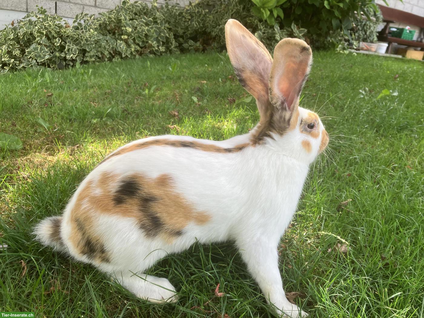Wunderschöner junger Kaninchen Rammler