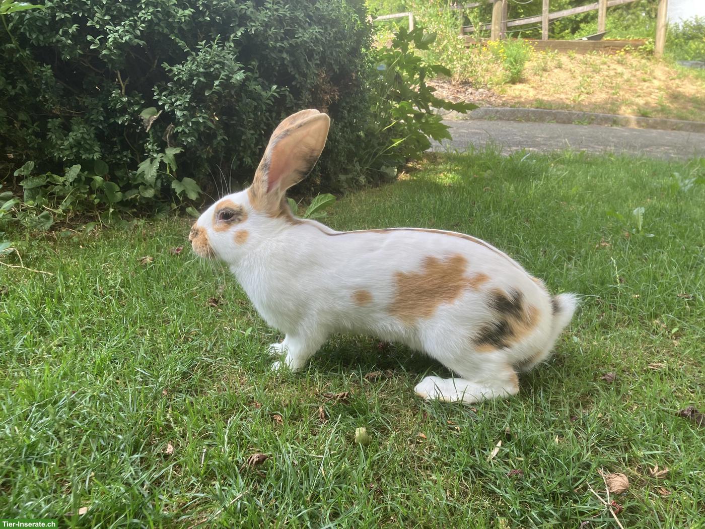 Bild 2: Wunderschöner junger Kaninchen Rammler