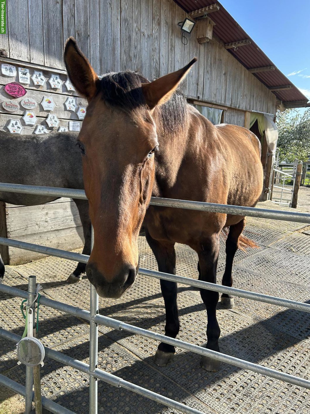 Tschechisches Warmblut, gesunde 22-jährige Stute sucht Lebensplatz