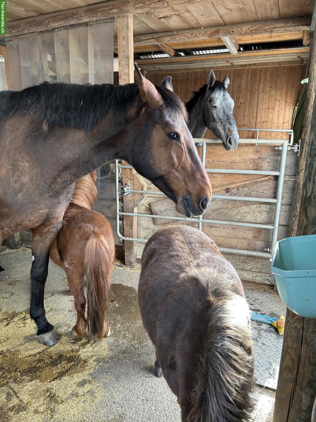 Bild 2: Tschechisches Warmblut, gesunde 22-jährige Stute sucht Lebensplatz