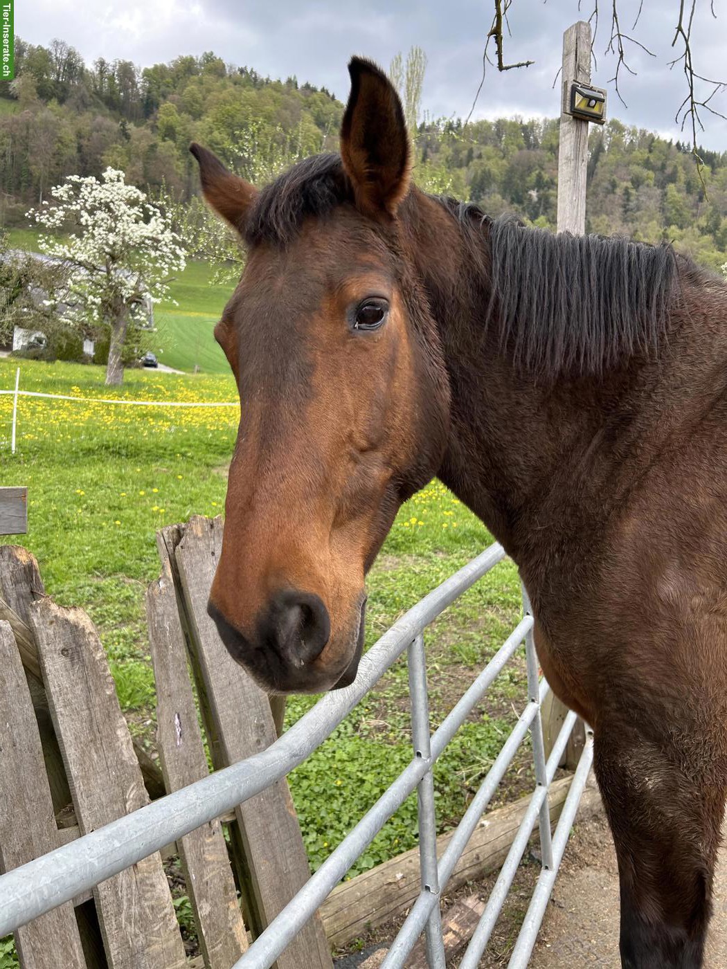 Bild 3: Tschechisches Warmblut, gesunde 22-jährige Stute sucht Lebensplatz