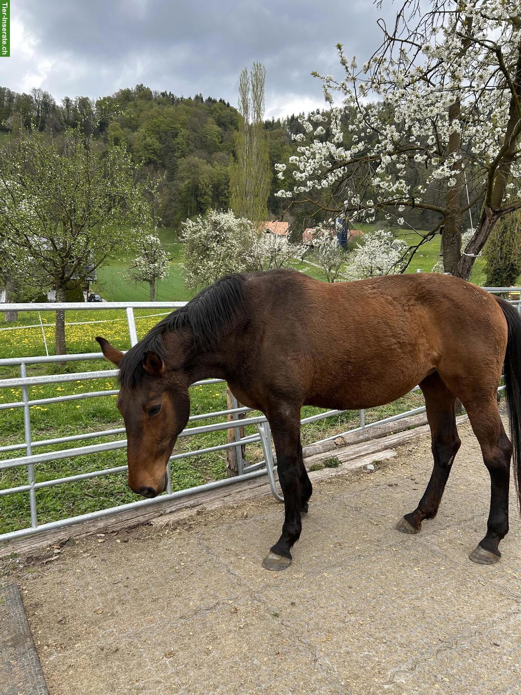 Bild 4: Tschechisches Warmblut, gesunde 22-jährige Stute sucht Lebensplatz