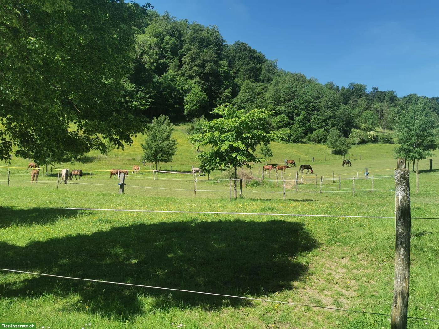 Pferdepension in Gansingen, ein Zuhause für Pferde