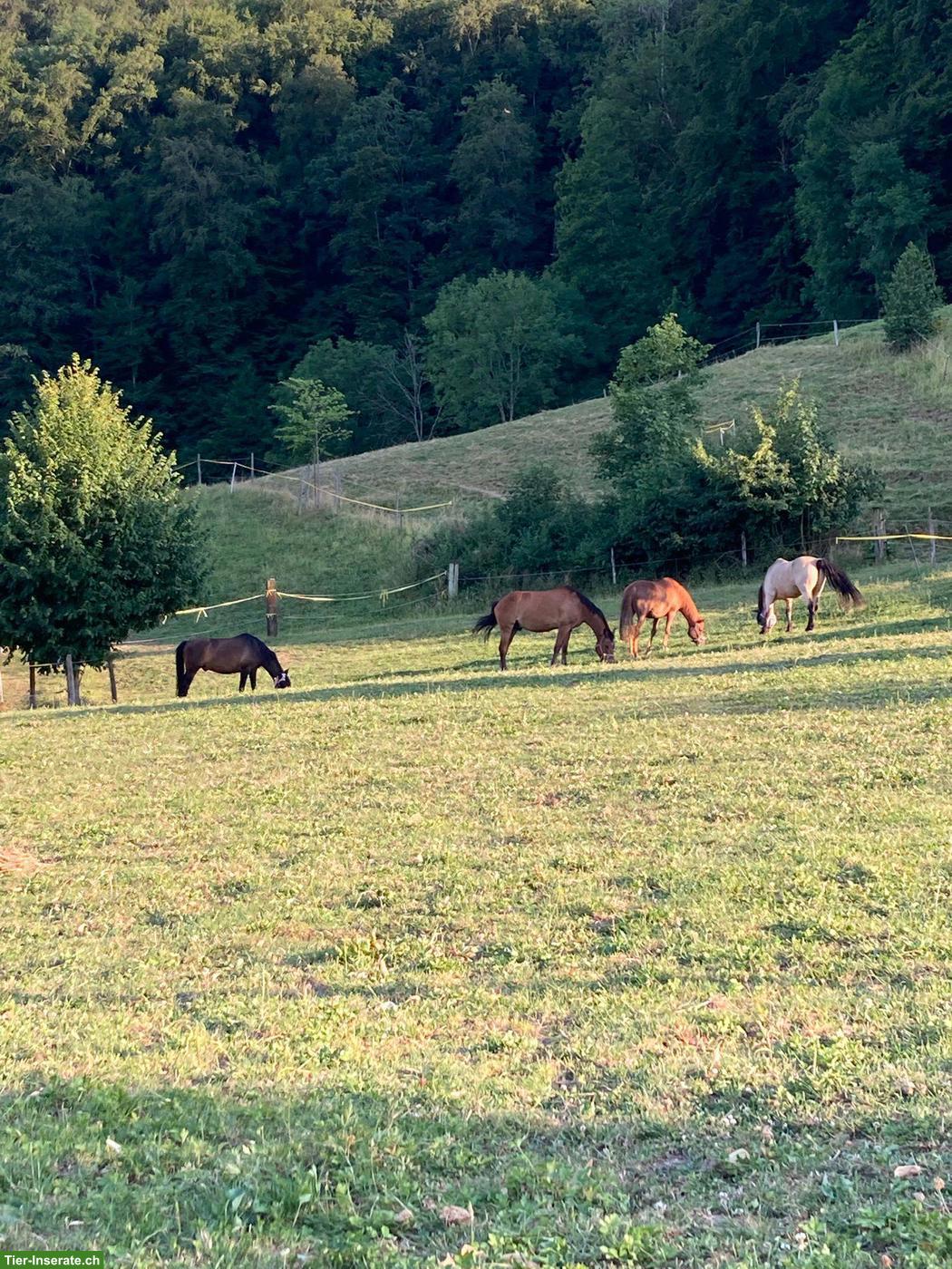 Bild 2: Pferdepension in Gansingen, ein Zuhause für Pferde