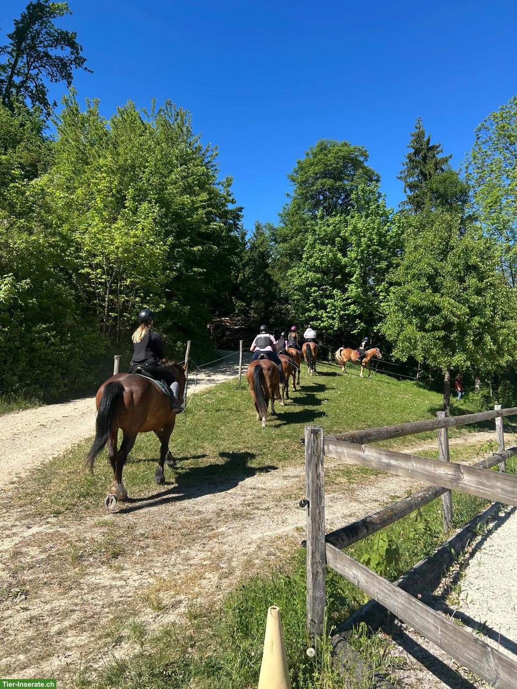 Bild 3: Pferdepension in Gansingen, ein Zuhause für Pferde